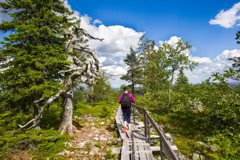 Rovaniemi: Korouoma Canyon & vattenfallstur med BBQ