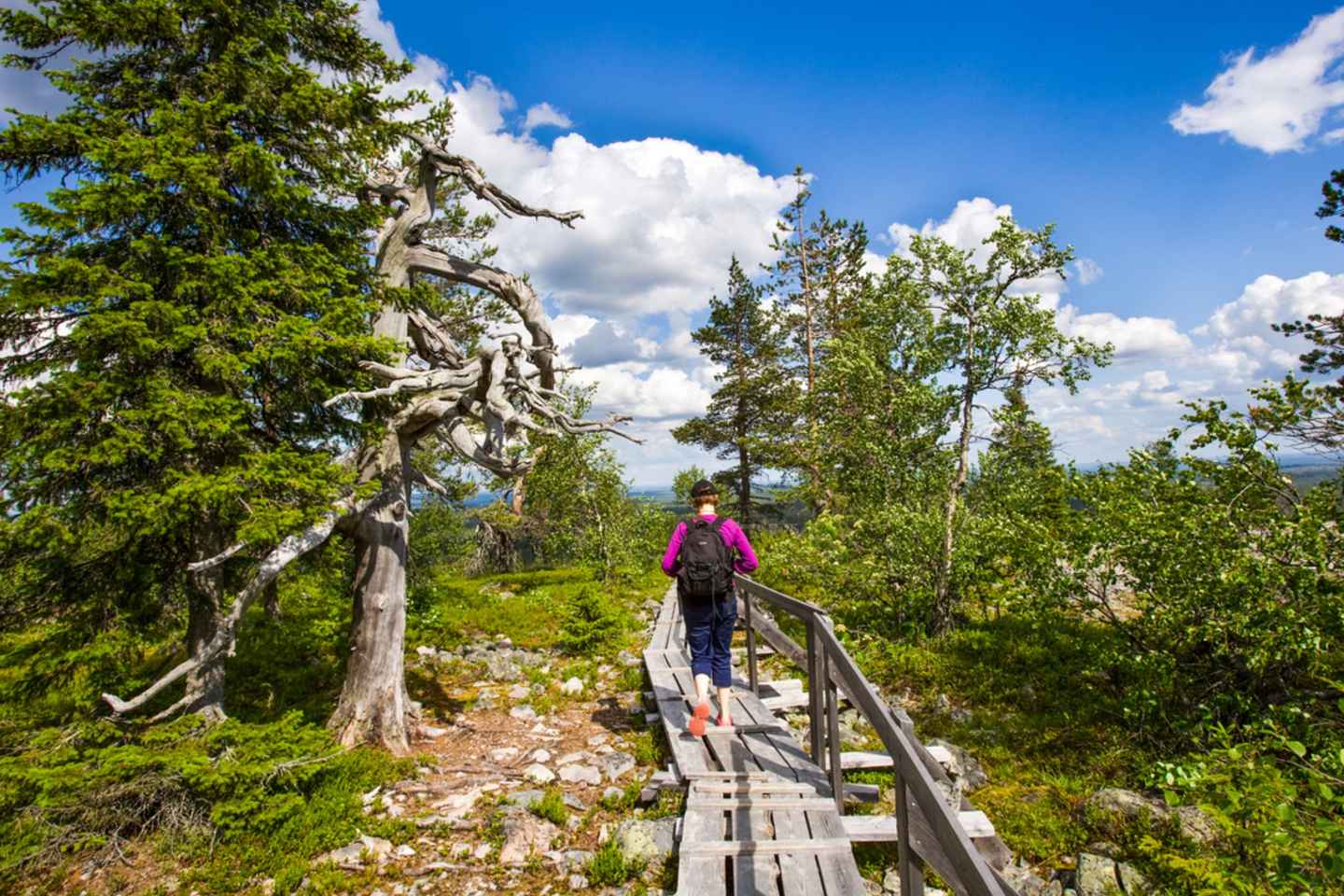 ロヴァニエミ: コロウマ渓谷と滝のBBQツアー