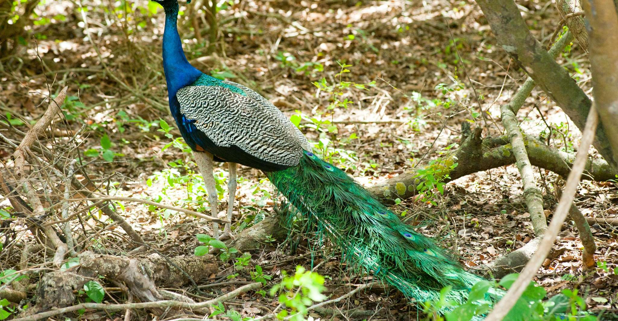 Yala All Inclusive Safari Tour con ingresso gratuito e cibo - Hizvo