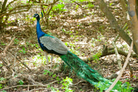 Yala All Inclusive Safari Tour con ingresso gratuito e cibo - Hizvo