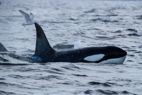 Skjervøy : Excursion en bateau chauffé pour l&#039;observation des orques et des baleines