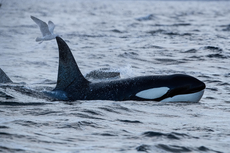 Skjervøy : Excursion en bateau chauffé pour l&#039;observation des orques et des baleines