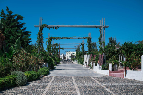 Cata de vinos y visita a viñedos de Santorini