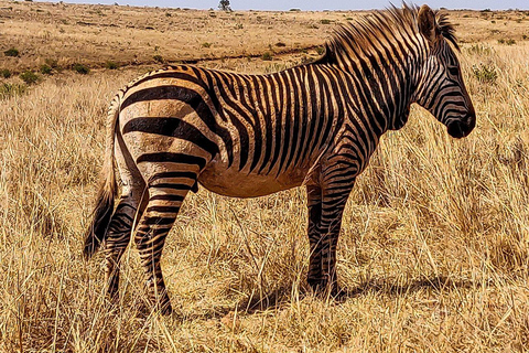 Johannesburgo: Safari por la Reserva Natural del Rinoceronte y el León