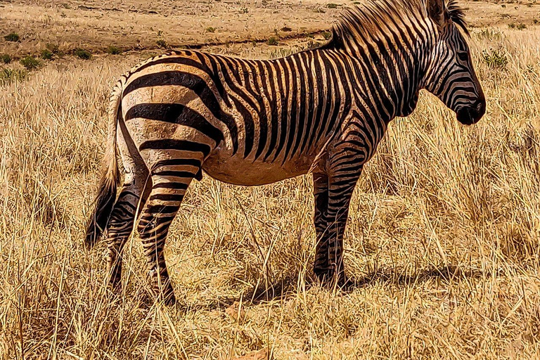 Johannesburgo: Safari por la Reserva Natural del Rinoceronte y el León