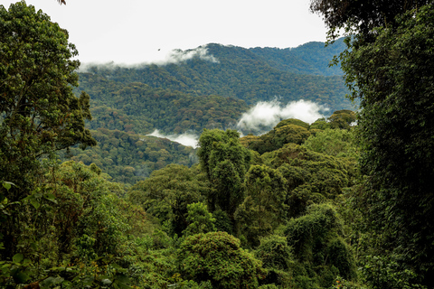 1 Tag Nyungwe Canopy Walkway Tour