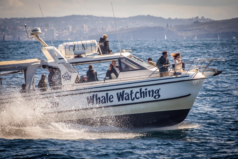 Sydney: gezinsvriendelijke thema-ervaring om walvissen te spotten