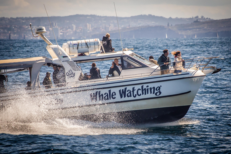 Sydney: expérience d'observation des baleines à thème pour toute la famille