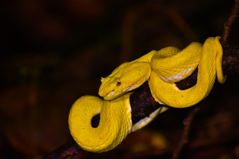 Puerto Viejo: Tour nocturno por la selva salvaje