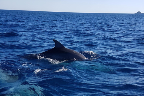 Ajaccio: Excursion, Sailing Scandola Nature Reserve
