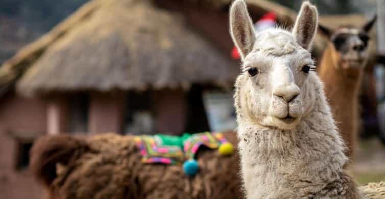 Galería de fotos para redes
