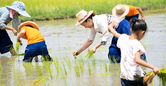 Chiang Mai: Get Muddy in Local Thailand’s Rice Farm Rhythm