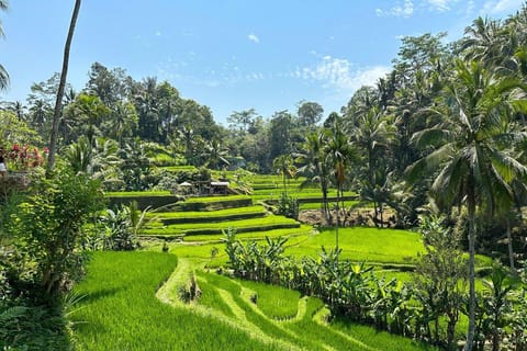 Bali: All-Inclusive Shore Excursion for Cruise Passengers
