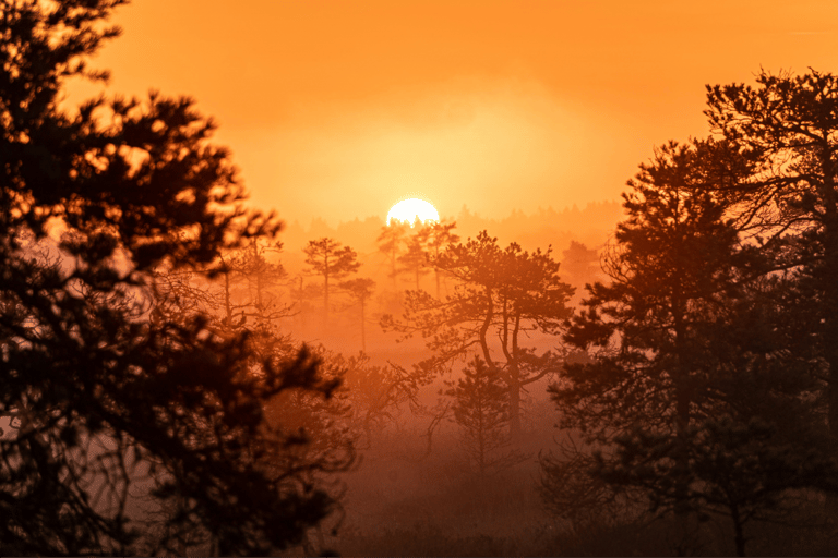 From Tallinn: Lahemaa National Park Sunrise Bog Hike
