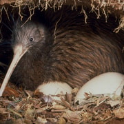Kāpiti: Kiwi Night Encounter at Ngā Manu Nature Reserve