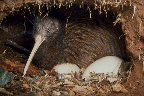 Kāpiti: Kiwi Night Encounter at Ngā Manu Nature Reserve