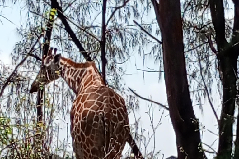 Mombasa : Visite guidée de la vieille ville et du parc HallerVisites de l&#039;après-midi