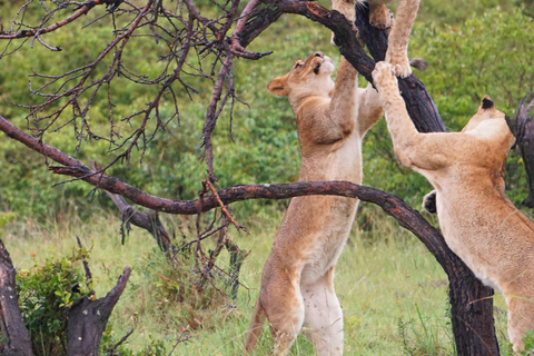 Uganda: 8-Day Wildlife Safari With Chimps & Gorilla Tracking