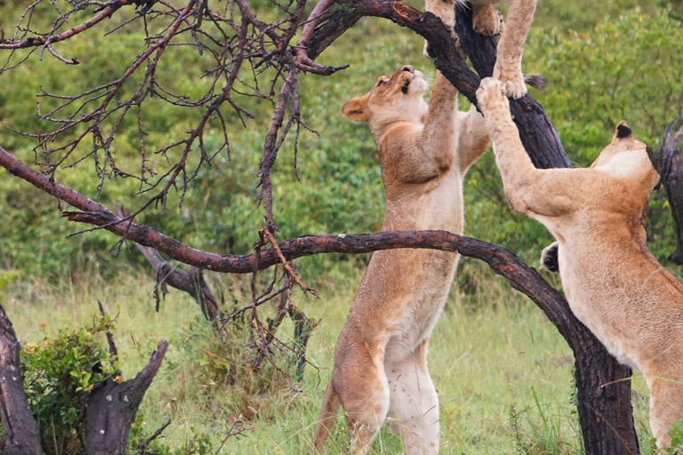 Uganda: 8-Day Wildlife Safari With Chimps & Gorilla Tracking