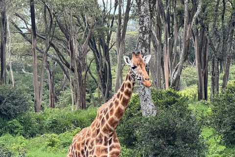 Nairobi: National Park, Giraffe Center, & Elephant Tour