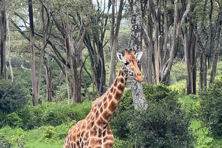 Nairobi: National Park, Giraffe Center, & Elephant Tour