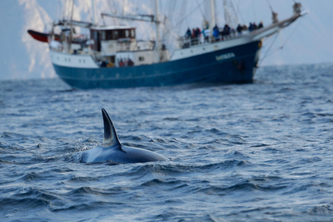 Tromsø: Orca and Whale Watching Heated Boat Trip Tromsø: Orca and Whale Watching comfort heated boat Trip
