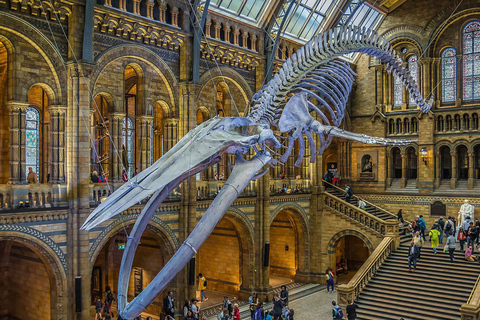 Natural Museum: Diplodocus, Volcanoes, Whale, and Gems