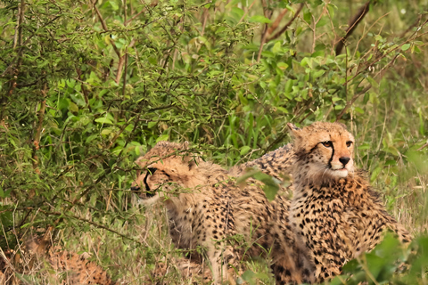 Mid-High end 5 Day all-inclusive Kruger & Pano Tour from JHB