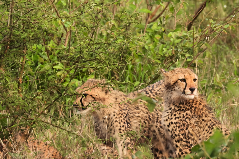 5-daagse all-inclusive Kruger &amp; Pano Tour van JHB