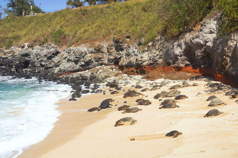 From Maui: Road to Hana Rainforest and Waterfall Experience