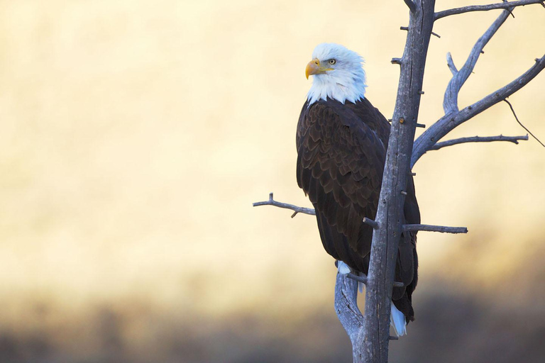 Private Sunset Safari of Grand Teton National Park Grand Teton Wildlife Safari and Scenic Highlights Tour