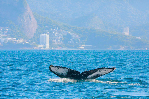 Avistamiento de ballenas en Río de Janeiro