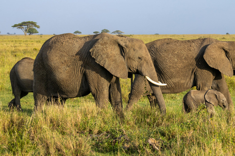 From Arusha: 7-Day Northern Tanzania Safari