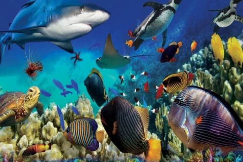Langkawi: Underwater World Entry Ticket Ticket for Malaysian