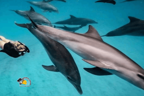 Wycieczka z delfinami Mnemba, las Jozani i restauracja The RockMiejsce zbiórki wyłącznie w Mnemba Transfer Point