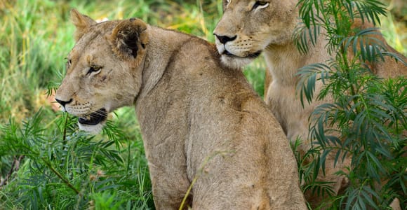 From Zanzibar: Mikumi Safari Adventure 3days/2night by ferry