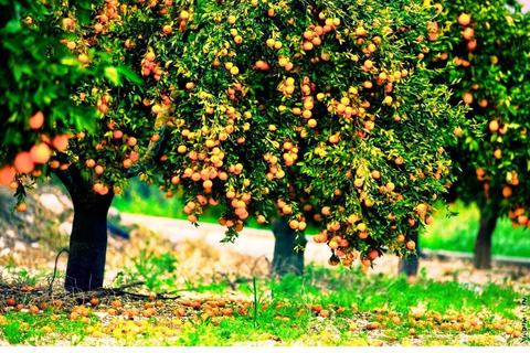 Alanya: Mix Tour Sapadere Canyon, Mountains & Dim River Transfer From Hotels