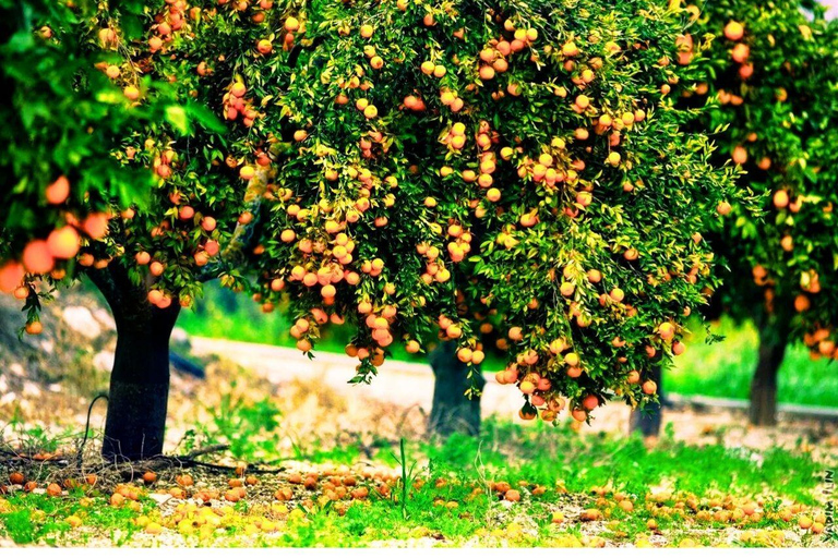 Alanya: Mix Tour Sapadere Canyon, Mountains & Dim River Transfer From Hotels