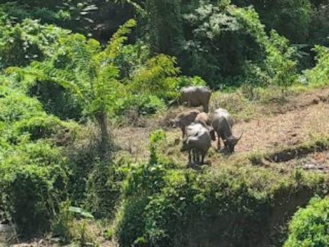 Luang Prabang: 3 Days Ethnic Forest Living - Mekong