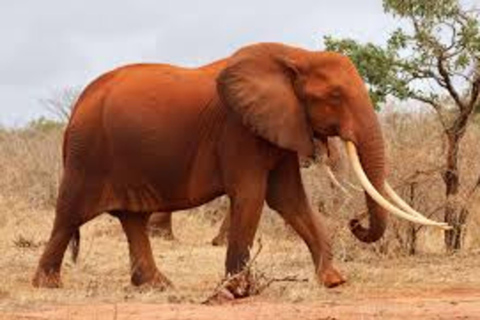 Tsavo East safari Park 2-Day Safari from Mombasa, watamu