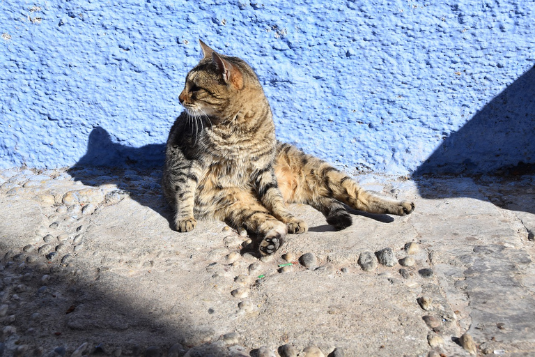 Chefchaouen di lusso: viaggio privato di 2 giorni da Casablanca