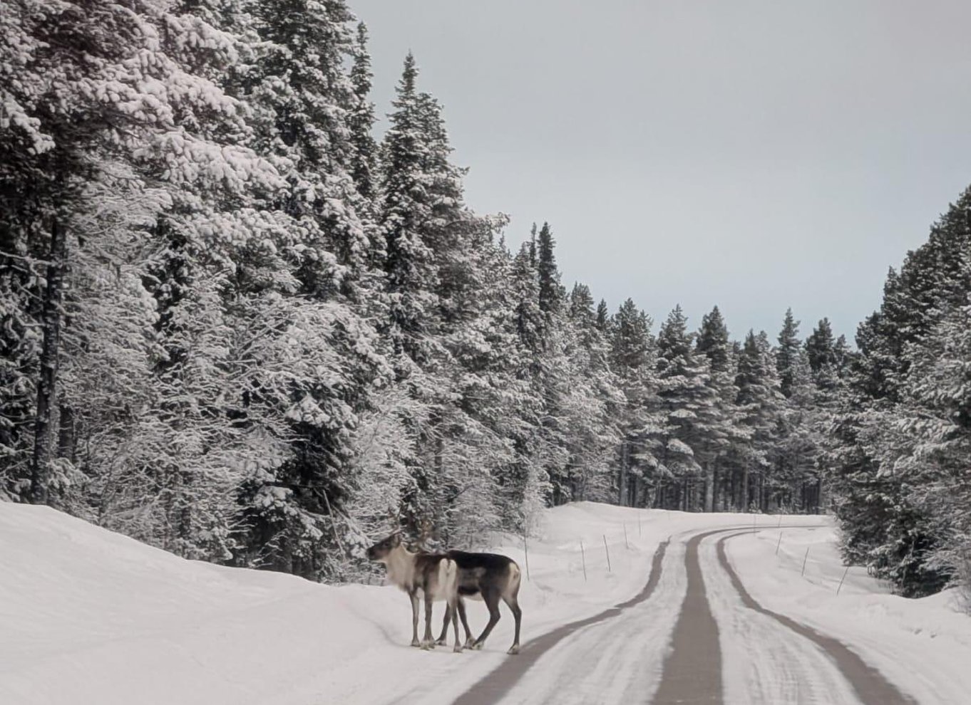 Kiruna: Endagstur til Abisko og Björkliden med frokost