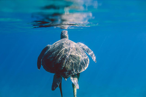 Marsa Mubarak Sea Turtles Trip with Optional Diving with 1 Intro-dives, Snorkelling, Lunch