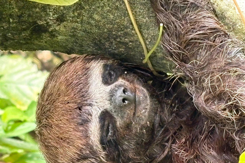 3-Day Amazon Expedition: Jungle, River & Wildlife Tour