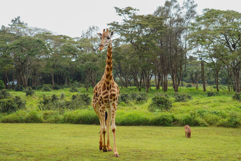 Parque Nacional de Nairóbi, Orfanato de Elefantes e Centro de Girafas