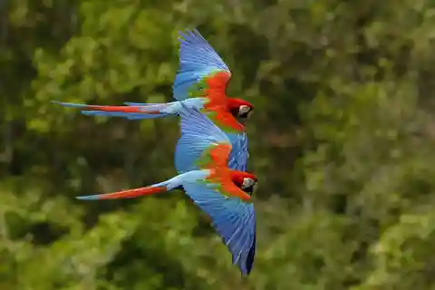 Selva Peruana Parque Manu Quatro dias / três noites