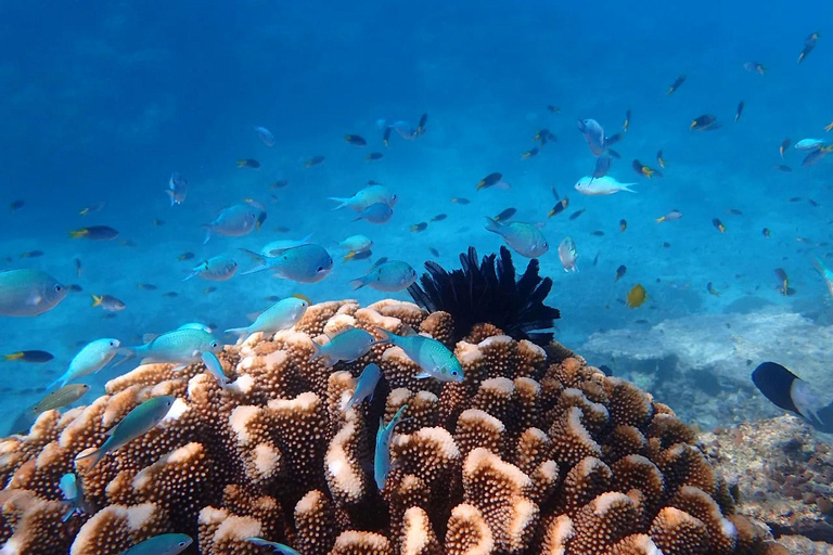 Reef & Island | Outer Reef & Dunk Island | Cairns Day Return Beaver Reef & Dunk Island Xpedition | Cairns Day Return