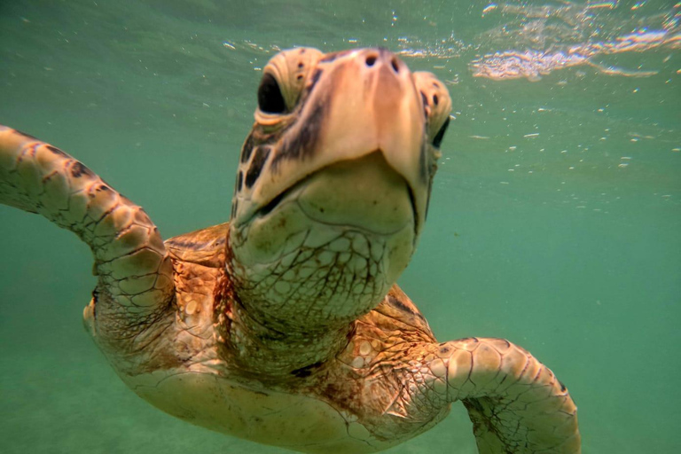 Mirissa: Private Snorkeling Tour with Guide & Hotel Pickup