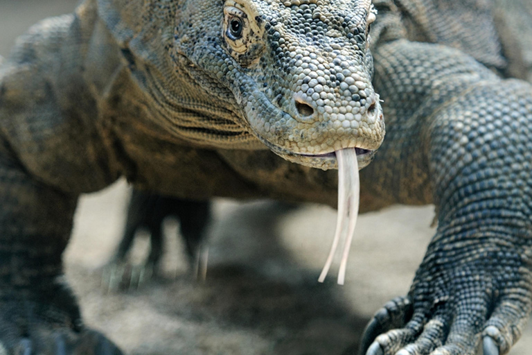 From Labuan Bajo: 2-Night Komodo Islands Sailing Trip