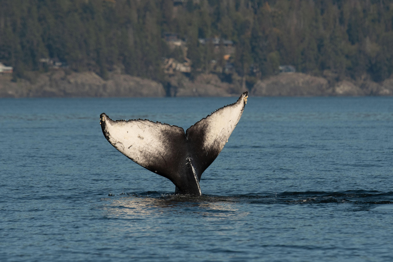 Vancouver: Excursión en zodiac para avistar ballenas desde Granville IslandVancouver: excursión en zodiac para avistar ballenas desde Granville Island